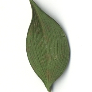Photographie n°108154 du taxon Ruscus aculeatus L. [1753]