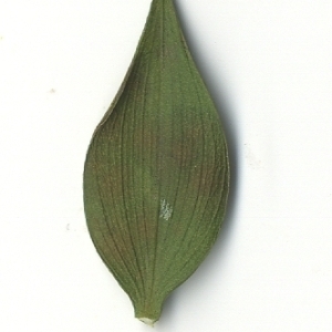 Photographie n°108155 du taxon Ruscus aculeatus L. [1753]