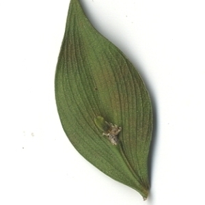 Photographie n°108156 du taxon Ruscus aculeatus L. [1753]