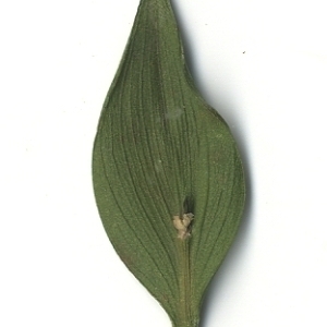 Photographie n°108157 du taxon Ruscus aculeatus L. [1753]