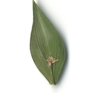 Photographie n°108158 du taxon Ruscus aculeatus L. [1753]