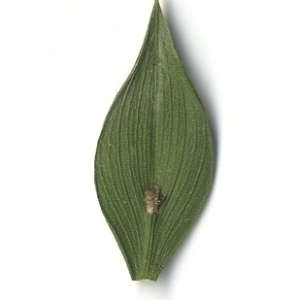 Photographie n°108159 du taxon Ruscus aculeatus L. [1753]