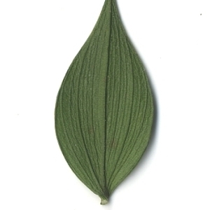 Photographie n°108160 du taxon Ruscus aculeatus L. [1753]