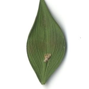Photographie n°108161 du taxon Ruscus aculeatus L. [1753]