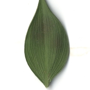 Photographie n°108162 du taxon Ruscus aculeatus L. [1753]