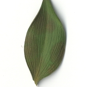 Photographie n°108163 du taxon Ruscus aculeatus L. [1753]