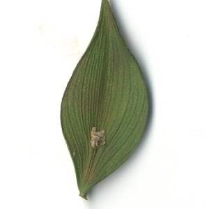 Photographie n°108164 du taxon Ruscus aculeatus L. [1753]