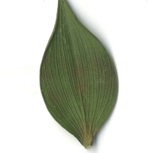 Photographie n°108165 du taxon Ruscus aculeatus L. [1753]