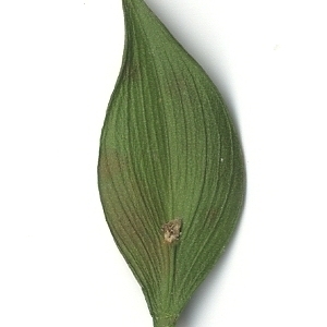 Photographie n°108166 du taxon Ruscus aculeatus L. [1753]