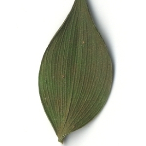 Photographie n°108168 du taxon Ruscus aculeatus L. [1753]