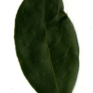 Photographie n°108169 du taxon Laurus nobilis L. [1753]