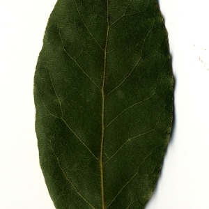 Photographie n°108170 du taxon Laurus nobilis L. [1753]