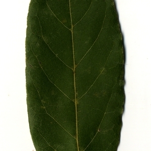 Photographie n°108171 du taxon Laurus nobilis L. [1753]