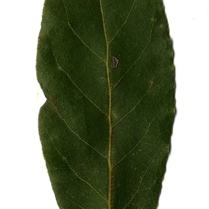 Photographie n°108175 du taxon Laurus nobilis L. [1753]