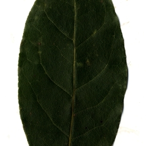 Photographie n°108176 du taxon Laurus nobilis L. [1753]