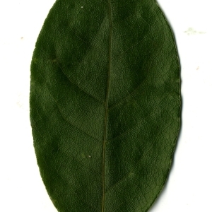 Photographie n°108177 du taxon Laurus nobilis L. [1753]