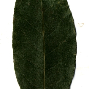 Photographie n°108178 du taxon Laurus nobilis L. [1753]
