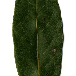 Photographie n°108179 du taxon Laurus nobilis L. [1753]
