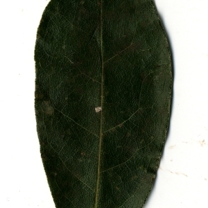 Photographie n°108180 du taxon Laurus nobilis L. [1753]