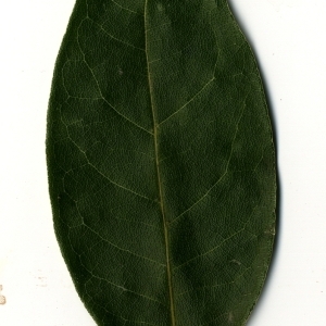 Photographie n°108182 du taxon Laurus nobilis L. [1753]