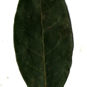 Photographie n°108184 du taxon Laurus nobilis L. [1753]