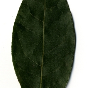 Photographie n°108185 du taxon Laurus nobilis L. [1753]