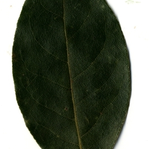 Photographie n°108187 du taxon Laurus nobilis L. [1753]