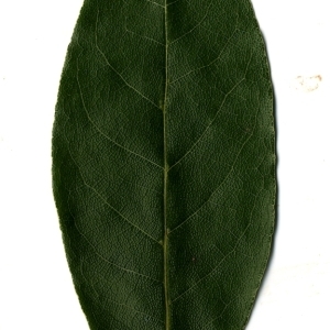 Photographie n°108189 du taxon Laurus nobilis L. [1753]