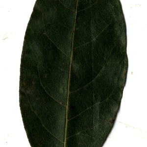 Photographie n°108190 du taxon Laurus nobilis L. [1753]