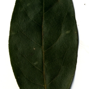 Photographie n°108191 du taxon Laurus nobilis L. [1753]