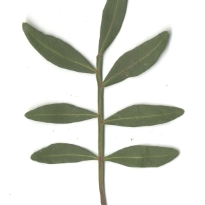 Photographie n°108217 du taxon Pistacia lentiscus L. [1753]