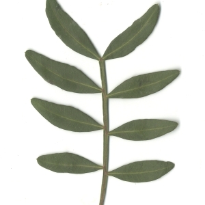 Photographie n°108218 du taxon Pistacia lentiscus L. [1753]