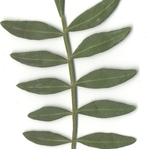 Photographie n°108219 du taxon Pistacia lentiscus L. [1753]