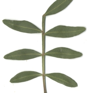 Photographie n°108223 du taxon Pistacia lentiscus L. [1753]