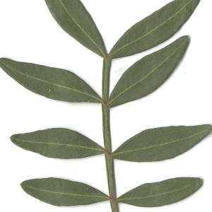 Photographie n°108227 du taxon Pistacia lentiscus L. [1753]