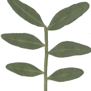 Photographie n°108228 du taxon Pistacia lentiscus L. [1753]