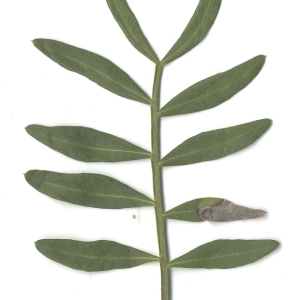 Photographie n°108229 du taxon Pistacia lentiscus L. [1753]