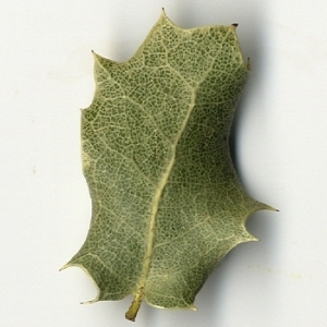 Photographie n°108230 du taxon Quercus coccifera L. [1753]