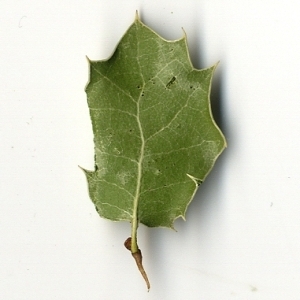 Photographie n°108233 du taxon Quercus coccifera L. [1753]