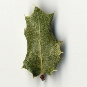 Photographie n°108234 du taxon Quercus coccifera L. [1753]