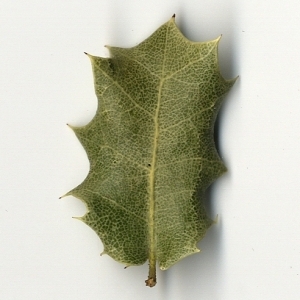 Photographie n°108235 du taxon Quercus coccifera L. [1753]