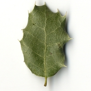 Photographie n°108236 du taxon Quercus coccifera L. [1753]