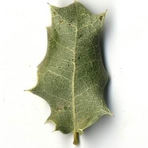 Photographie n°108239 du taxon Quercus coccifera L. [1753]