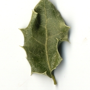 Photographie n°108240 du taxon Quercus coccifera L. [1753]