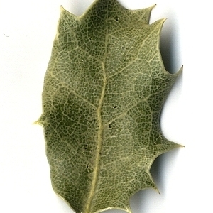 Photographie n°108241 du taxon Quercus coccifera L. [1753]