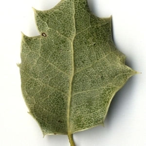 Photographie n°108242 du taxon Quercus coccifera L. [1753]