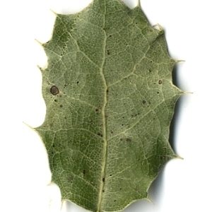 Photographie n°108243 du taxon Quercus coccifera L. [1753]