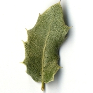 Photographie n°108244 du taxon Quercus coccifera L. [1753]