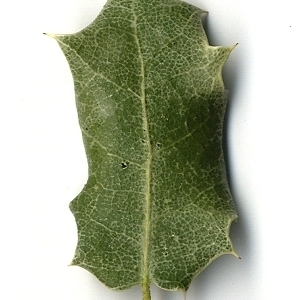 Photographie n°108245 du taxon Quercus coccifera L. [1753]