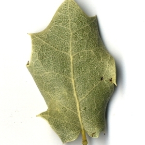 Photographie n°108246 du taxon Quercus coccifera L. [1753]